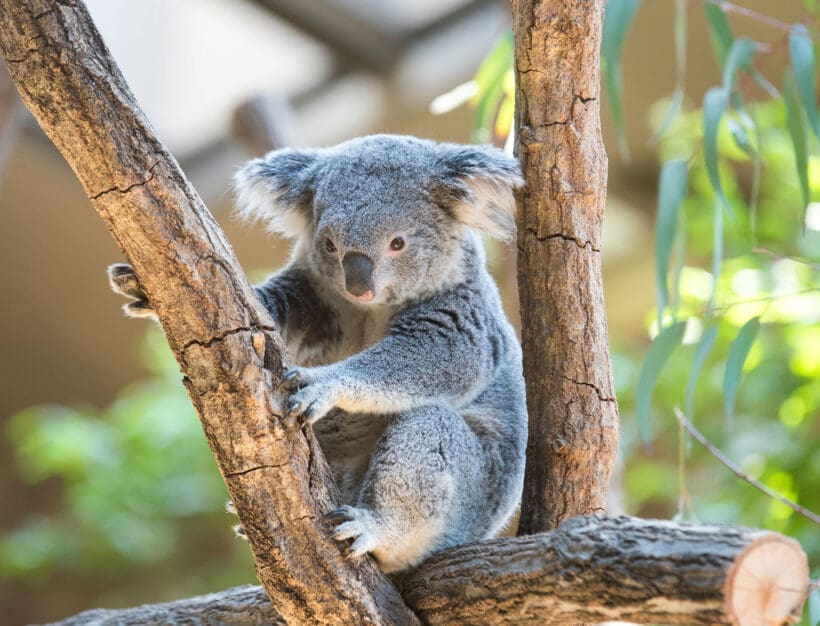 Zoo Salzburg - Ausflugsziel im Salzburger Land