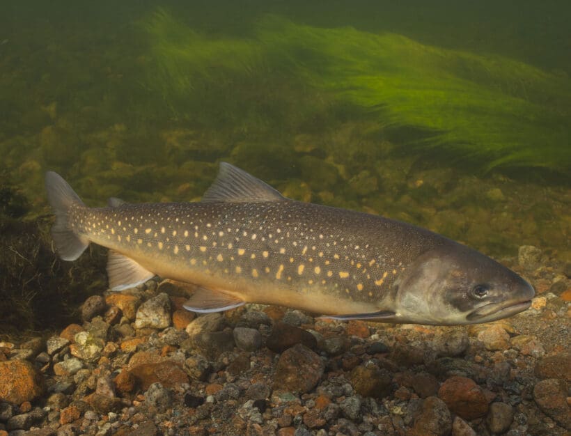 Ab-Hof-Verkauf von Fischen in Radstadt, Stieglerhof